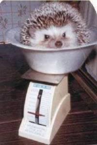 Don't be overly concerned with your weight, it's just a number! 