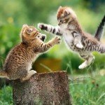 ppc keyword research fight