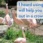 image research picture