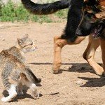 nick cardot ana hoffman faceoff