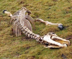 blogging is dying business